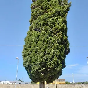 Bed and breakfast L'albero